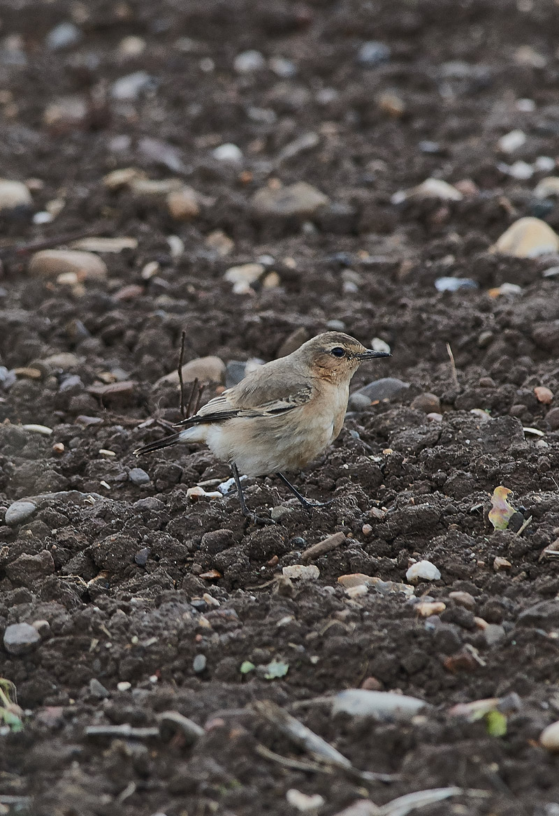 IsabellineWheatear1910163