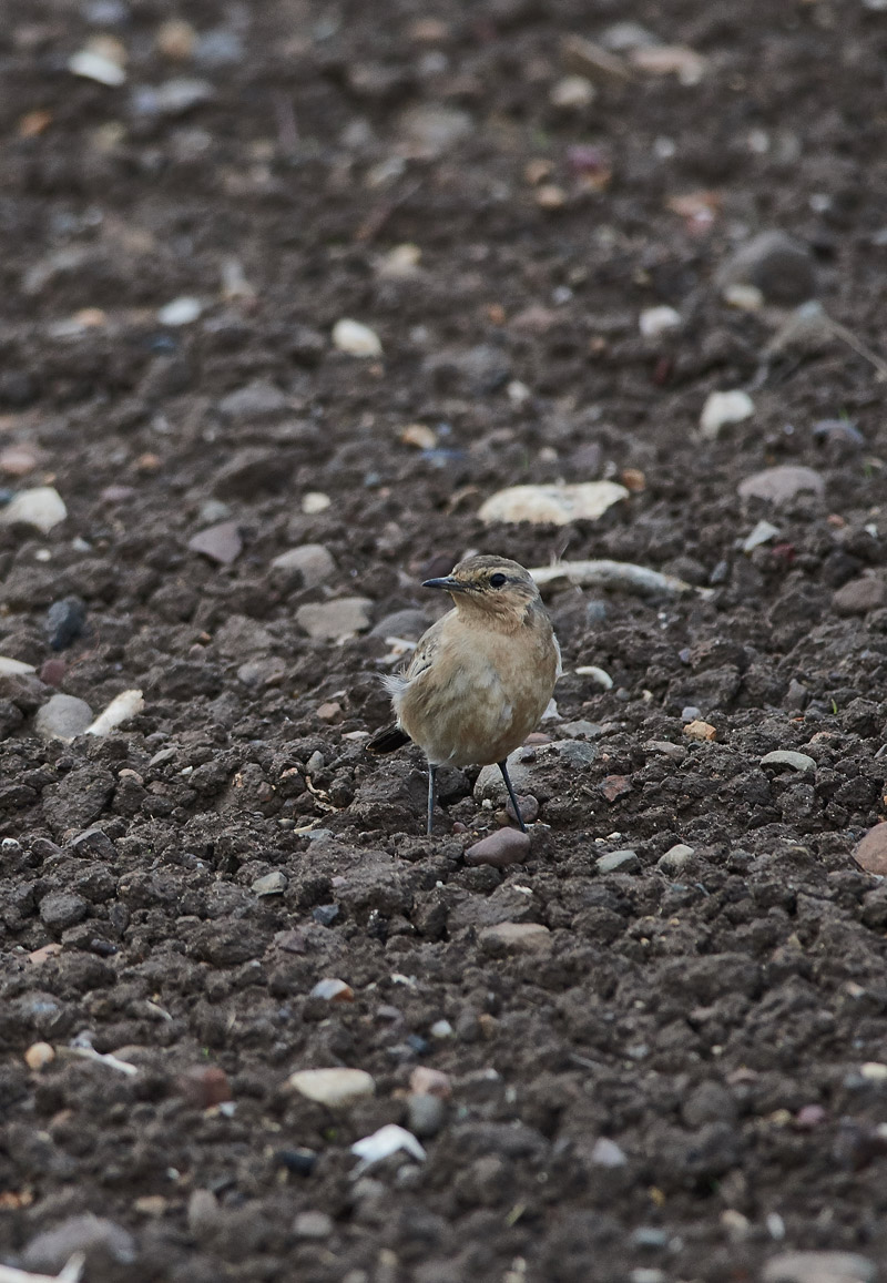 IsabellineWheatear1910165