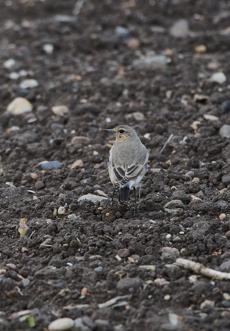 IsabellineWheatear1910166