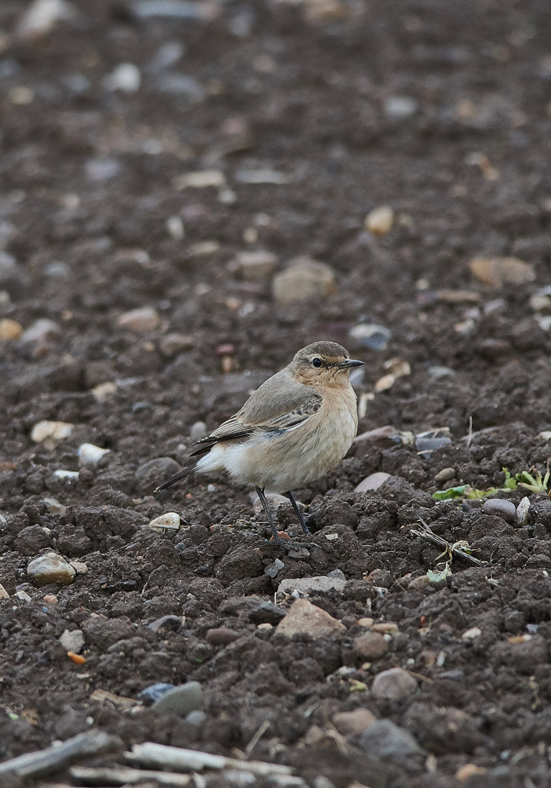 IsabellineWheatear1910167