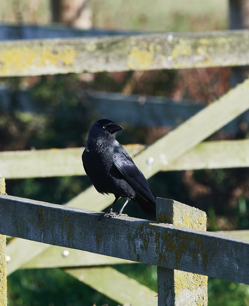 Jackdaw2810161