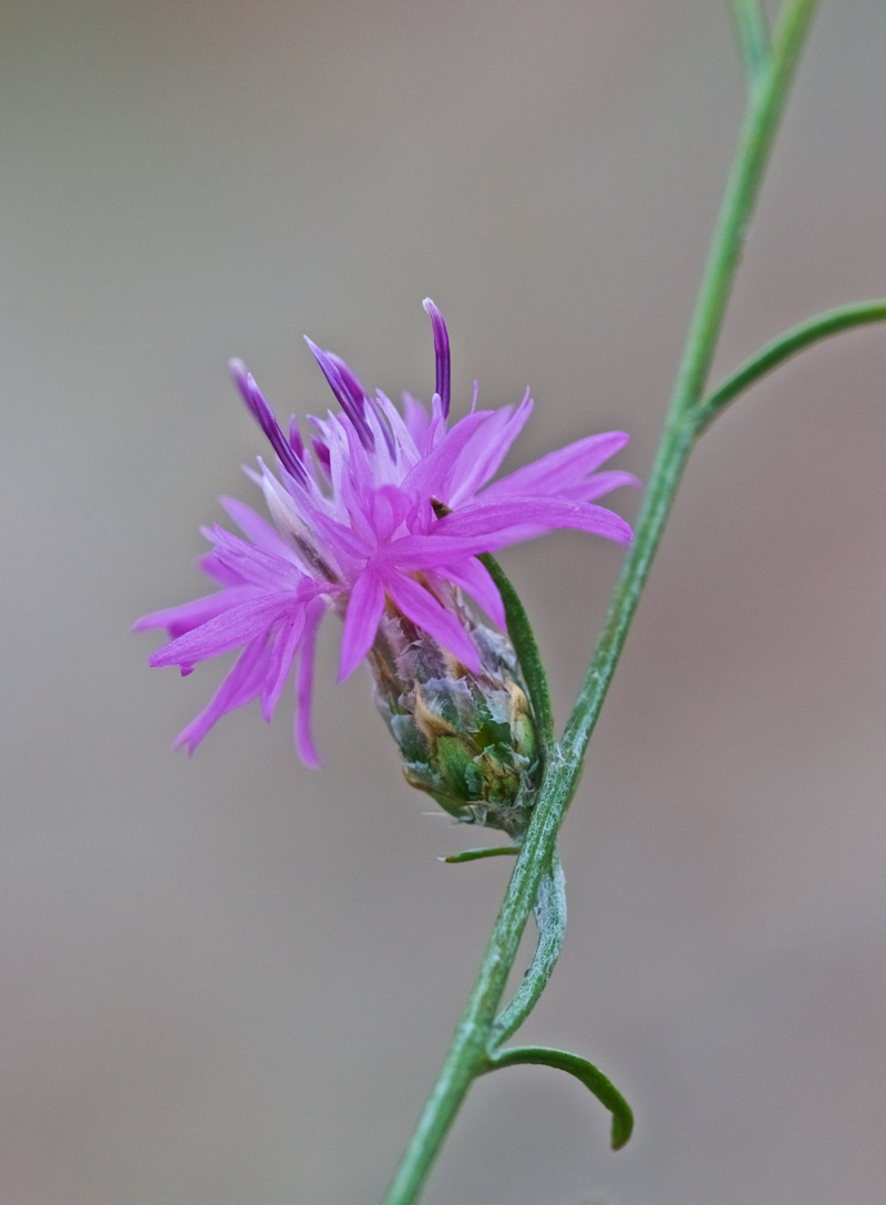 Knapweed2109161