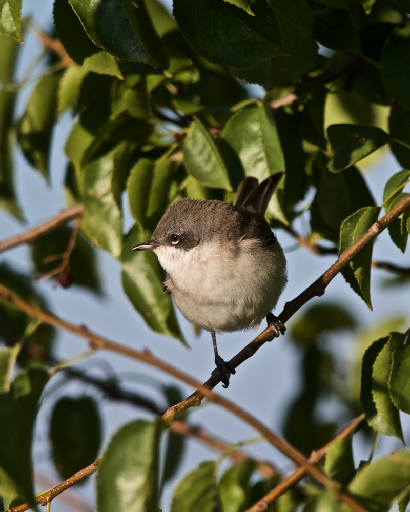 LesserWhitethroat2309161