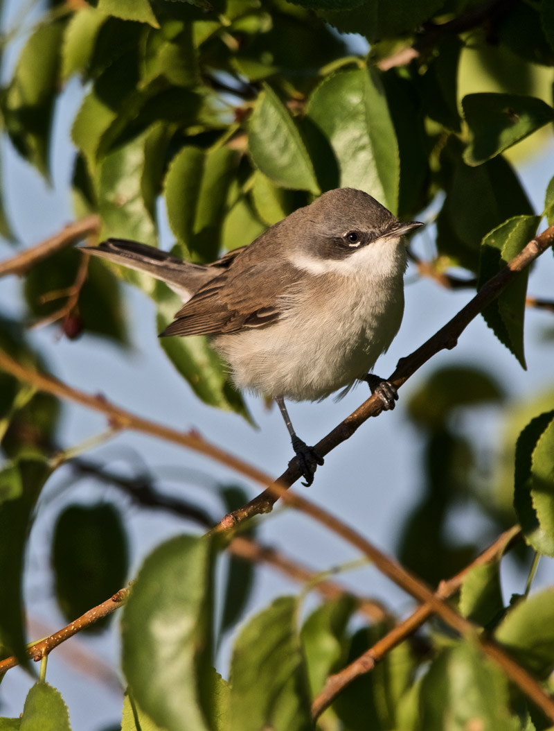 LesserWhitethroat2309162