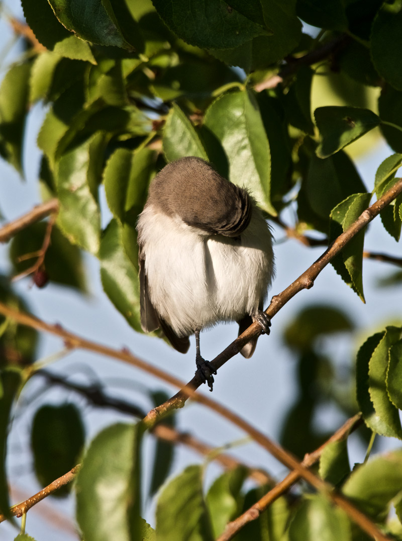 LesserWhitethroat2309163