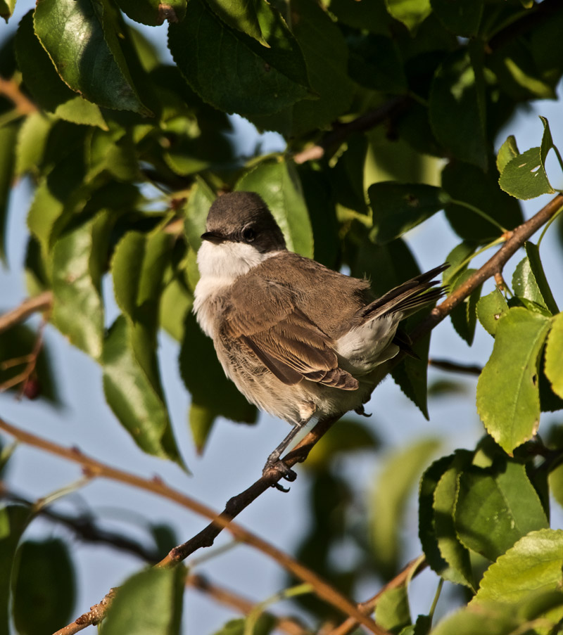 LesserWhitethroat2309164