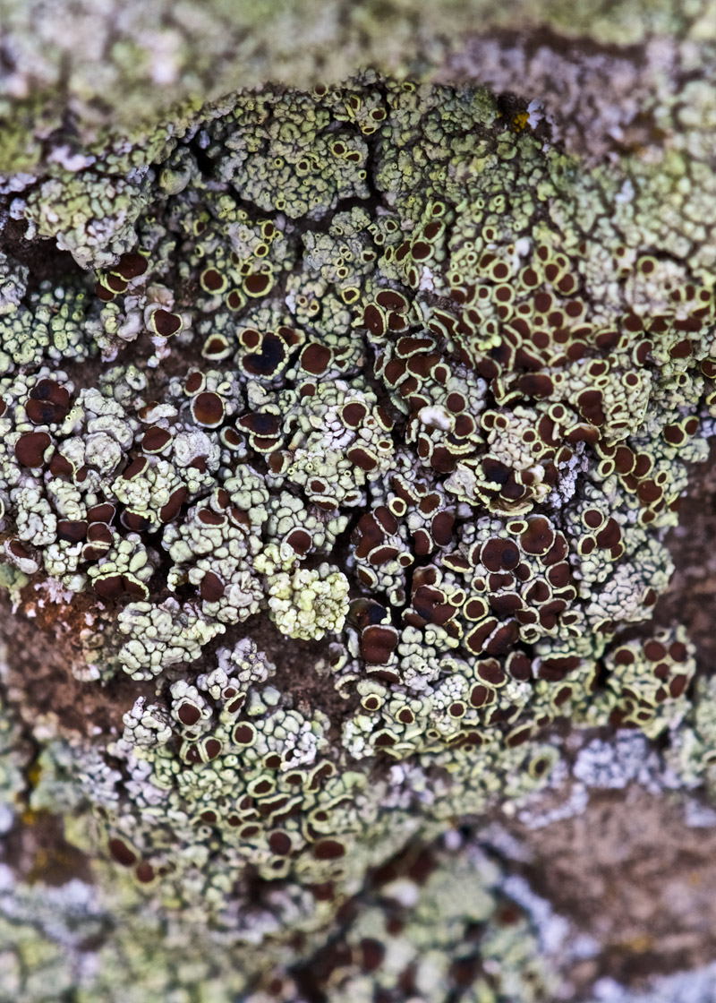 Lichen2109161