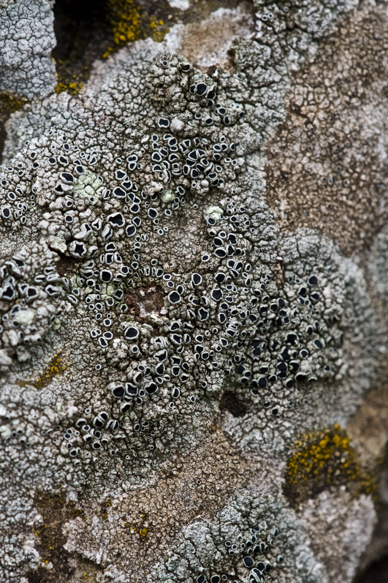 Lichen2109162