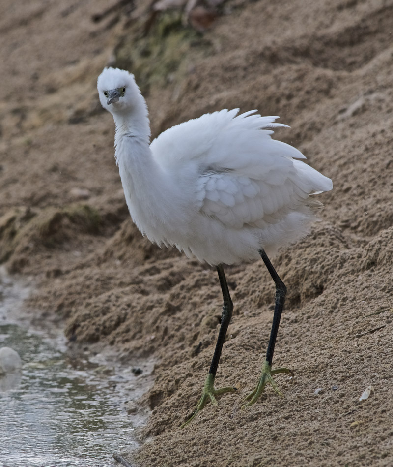 LittleEgret2009161