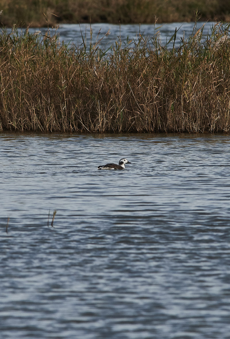 LongTailedDuck2810161