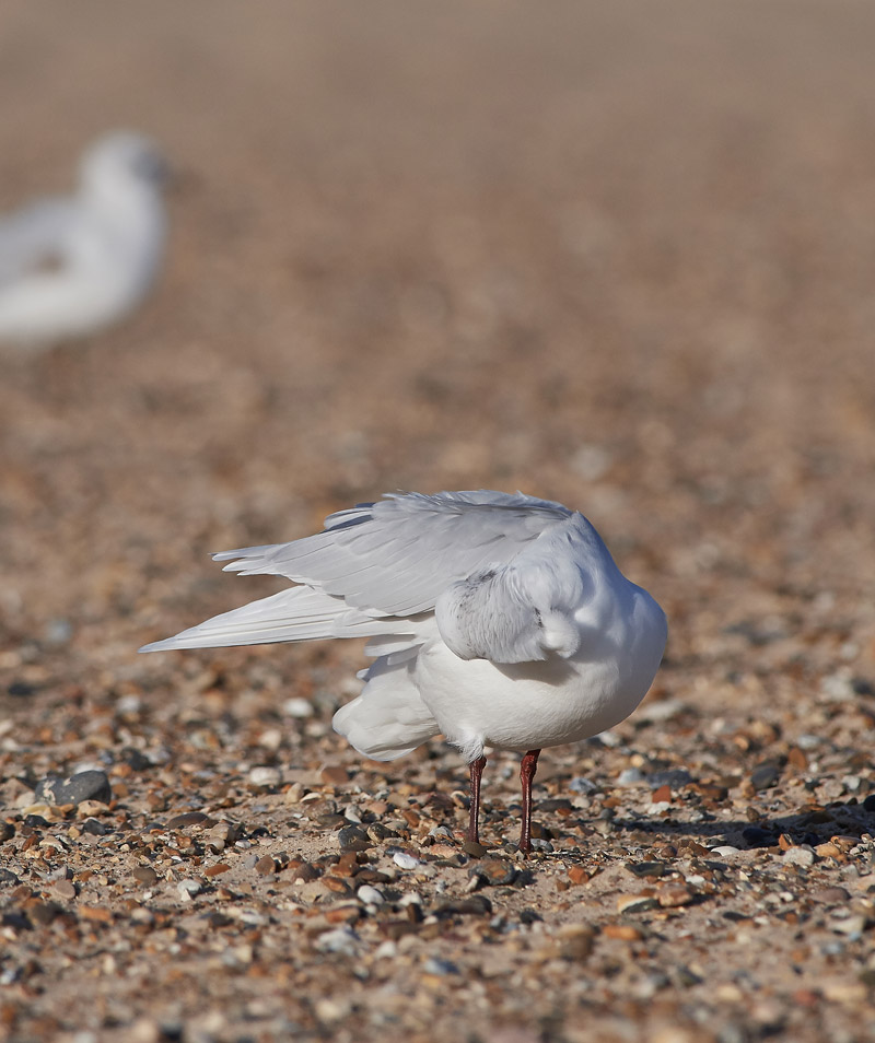 MediterraneanGull2511161