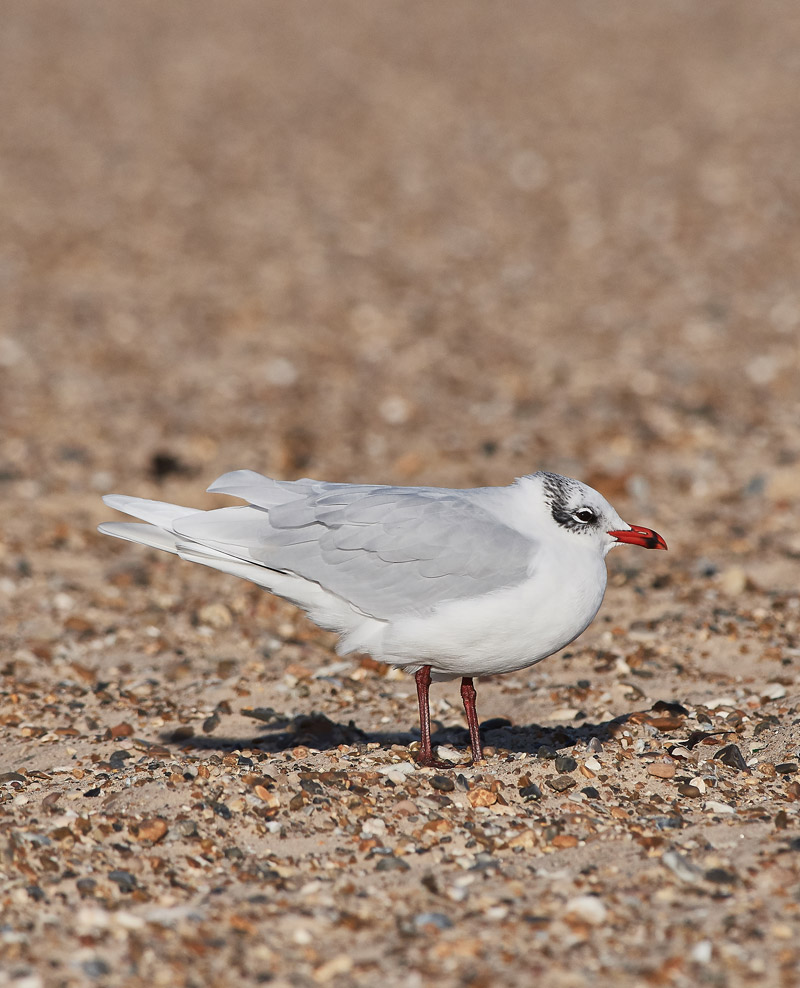 MediterraneanGull25111610