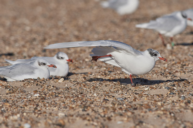 MediterraneanGull25111611