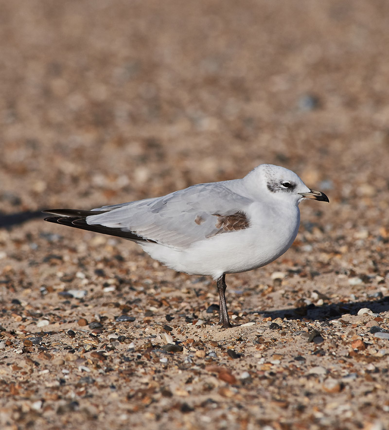 MediterraneanGull25111612