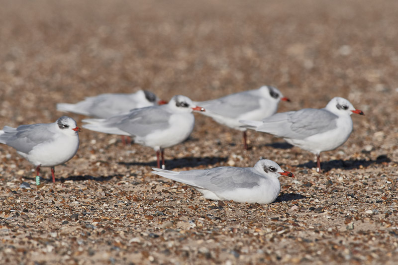 MediterraneanGull2511162