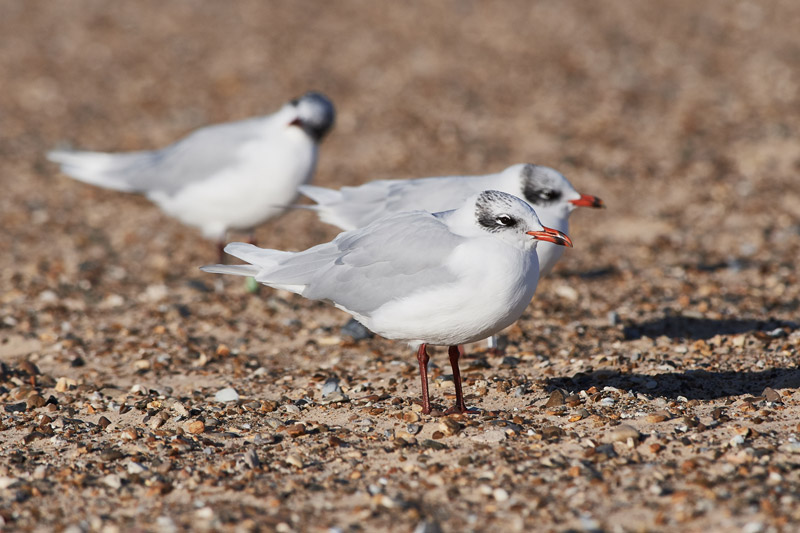 MediterraneanGull2511163