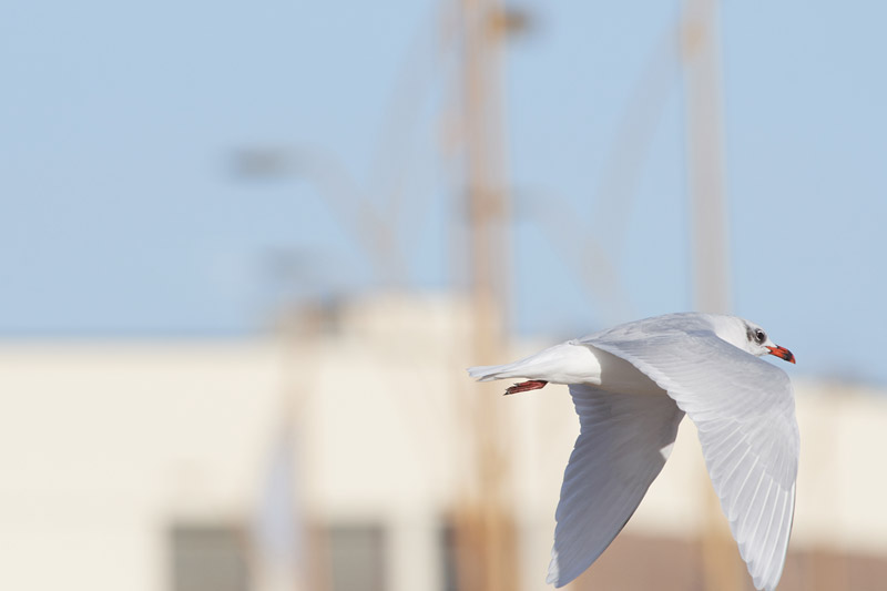 MediterraneanGull2511164