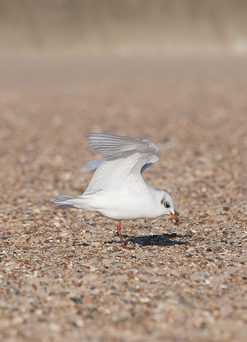 MediterraneanGull2511165