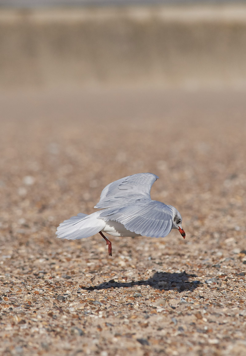 MediterraneanGull2511166