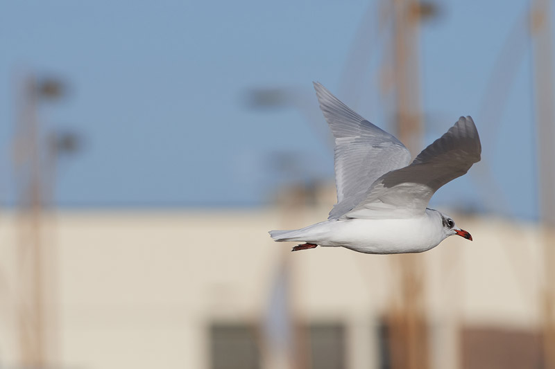 MediterraneanGull2511167