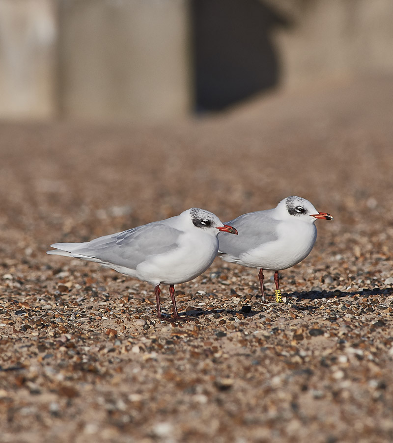 MediterraneanGull2511168