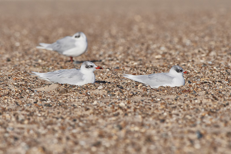 MediterraneanGull2511169