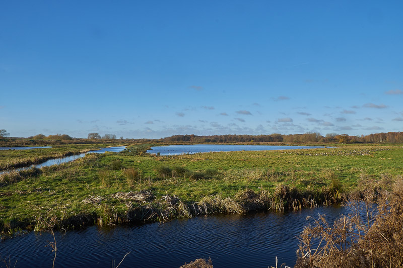 NewBuckenhamMarshes2511162