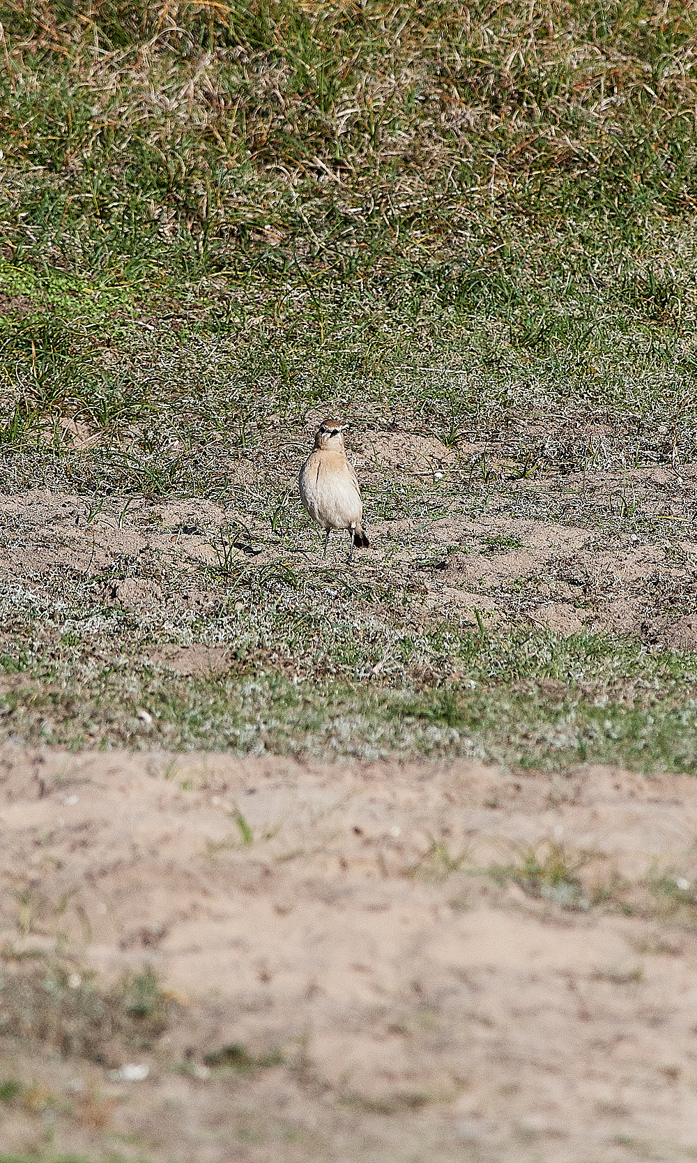 OveryDubnesIsabellineWheatear0211162