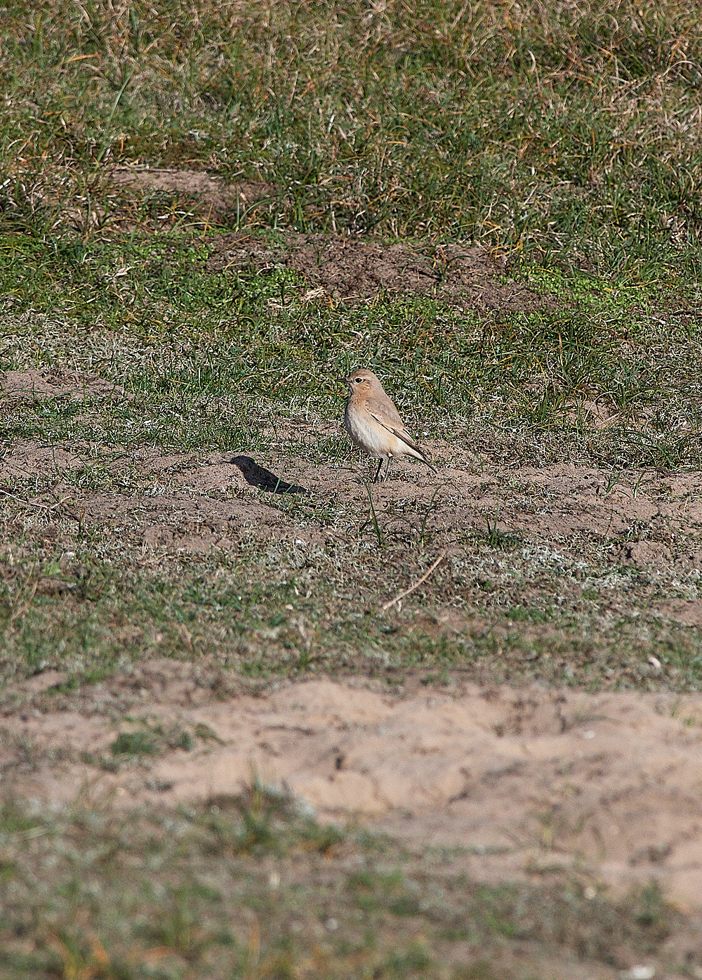 OveryDunesIsabellineWheatear0211161