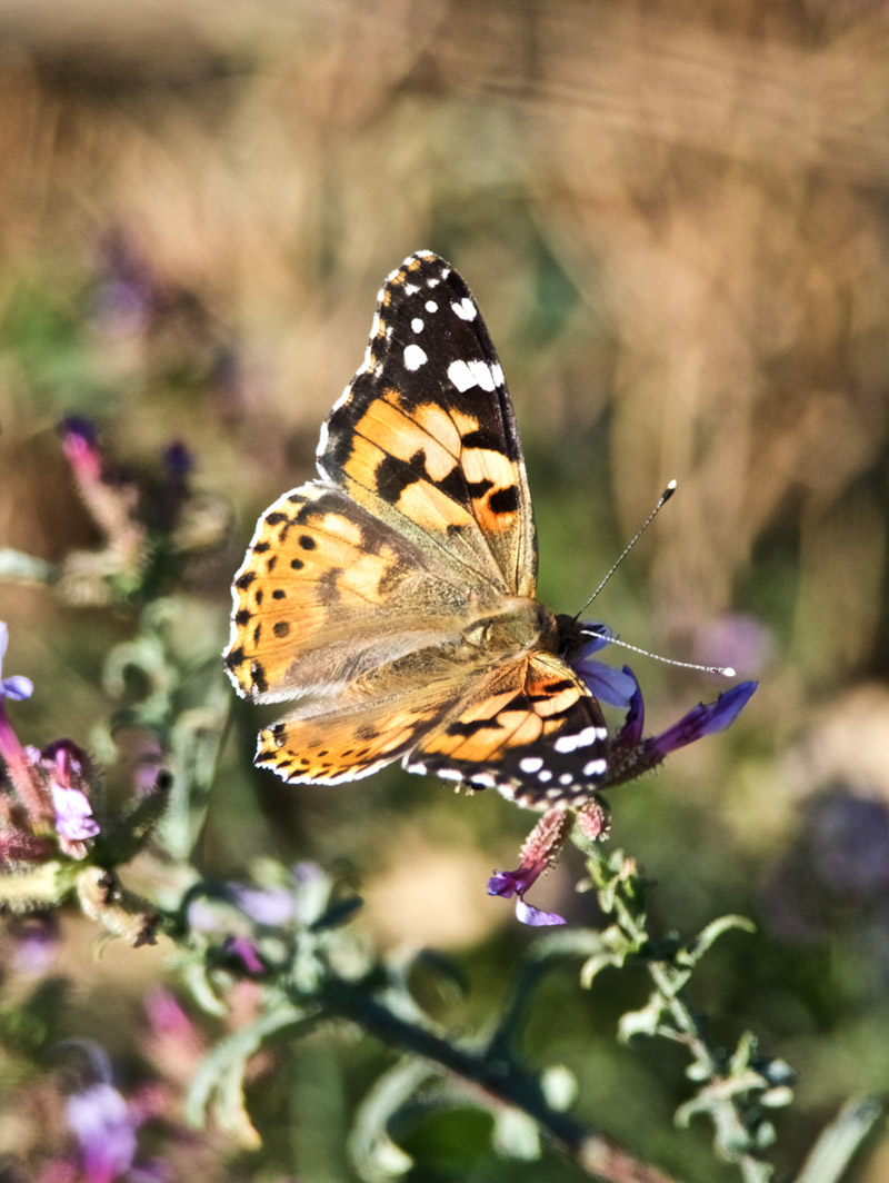 PaintedLady2409161