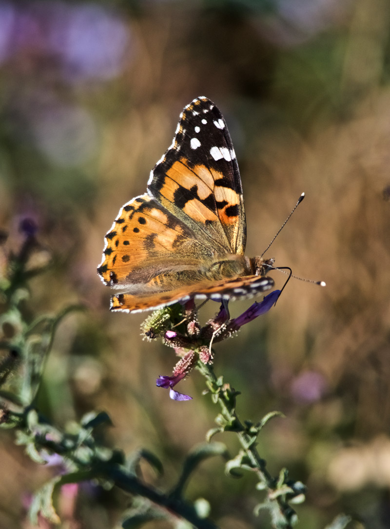 PaintedLady2409162