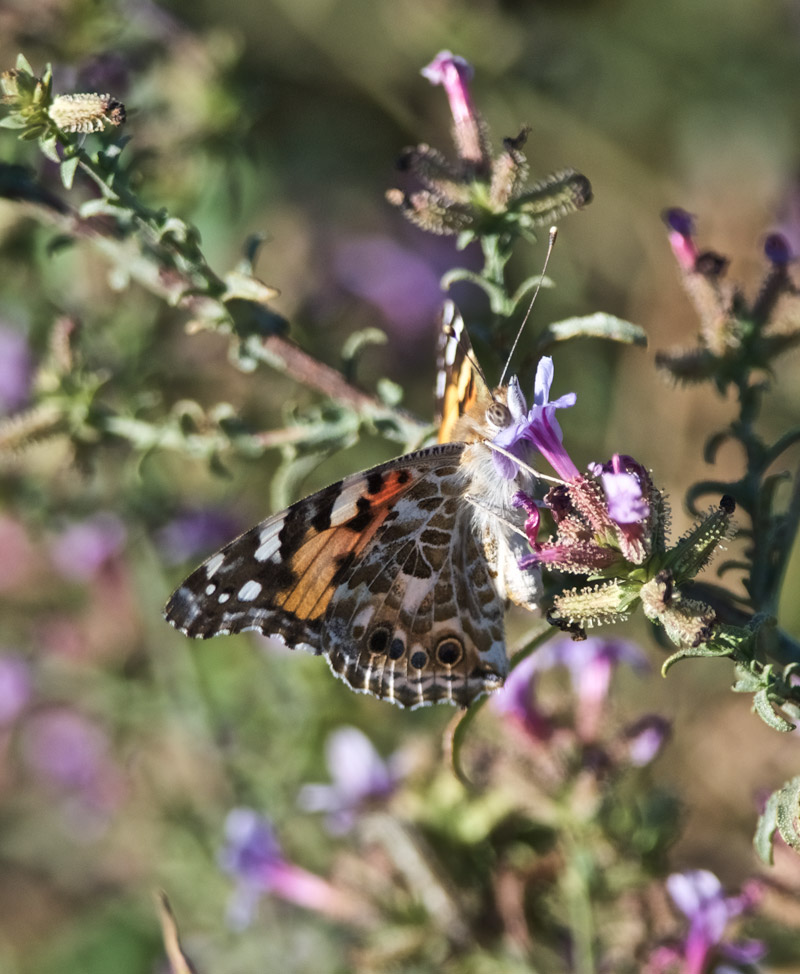 PaintedLady2409163