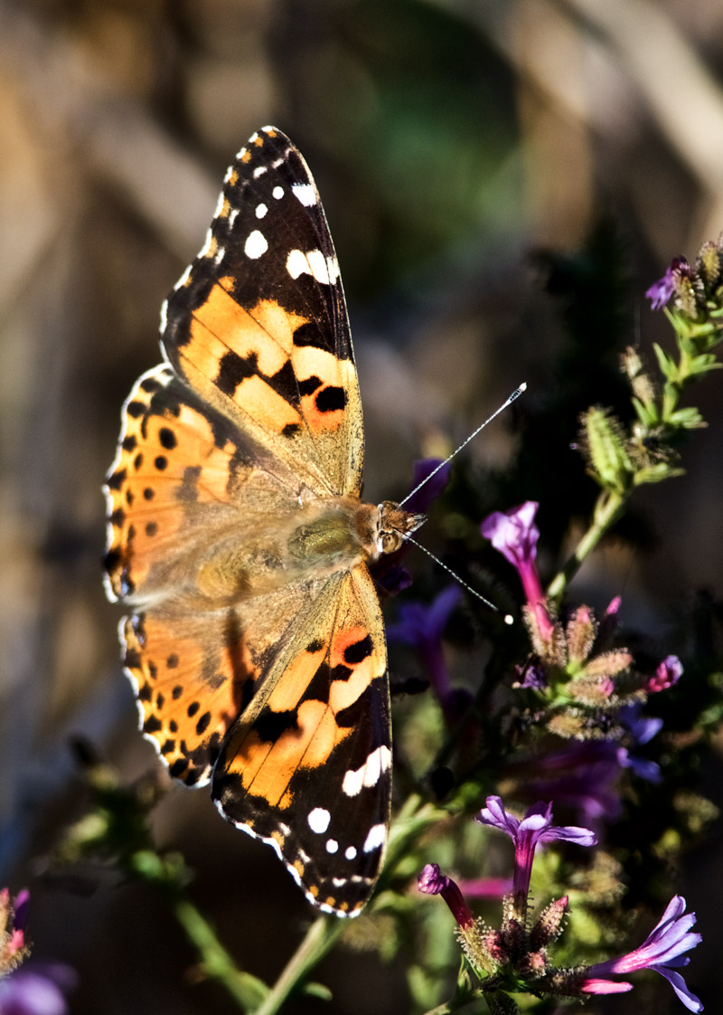 PaintedLady2409164