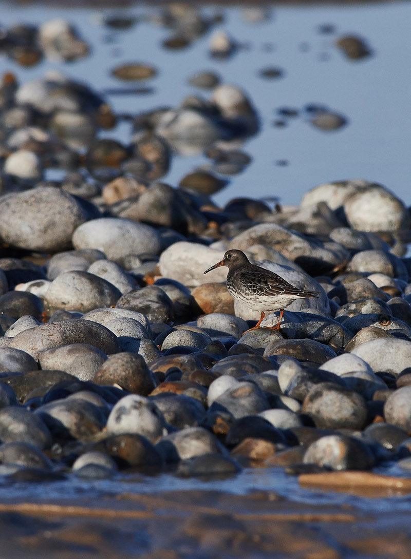 PurpleSandpiper1111161