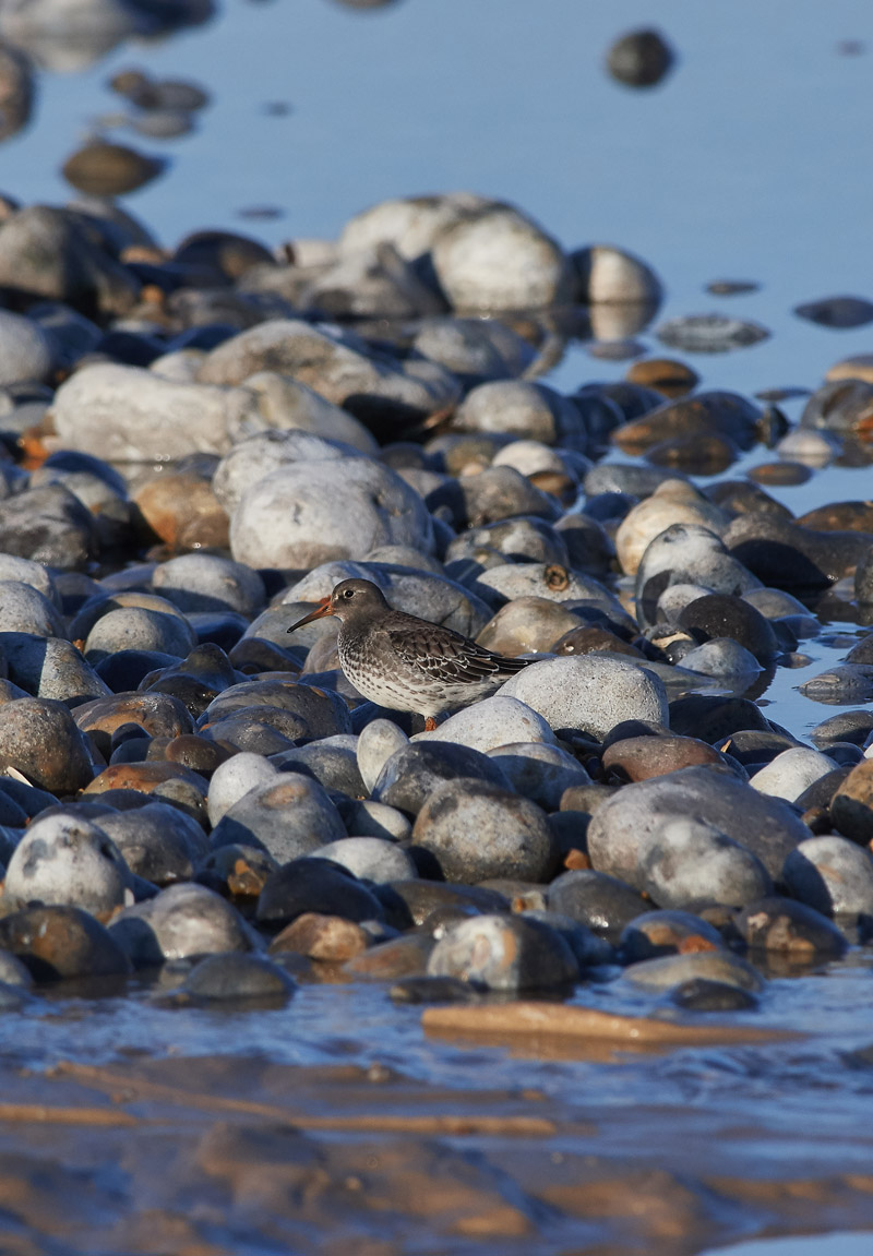 PurpleSandpiper1111162