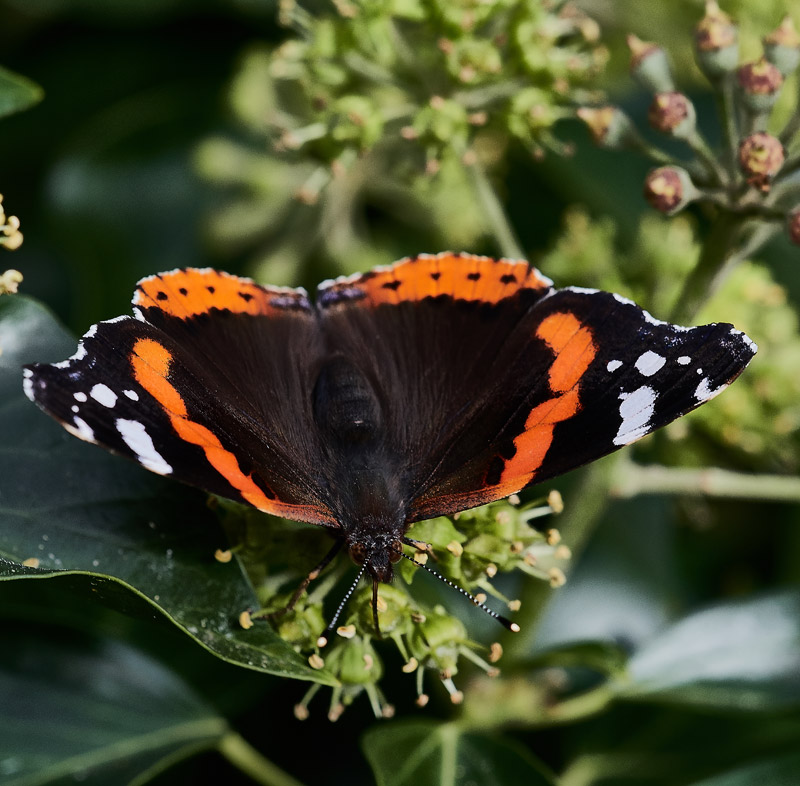 RedAdmiral0510161