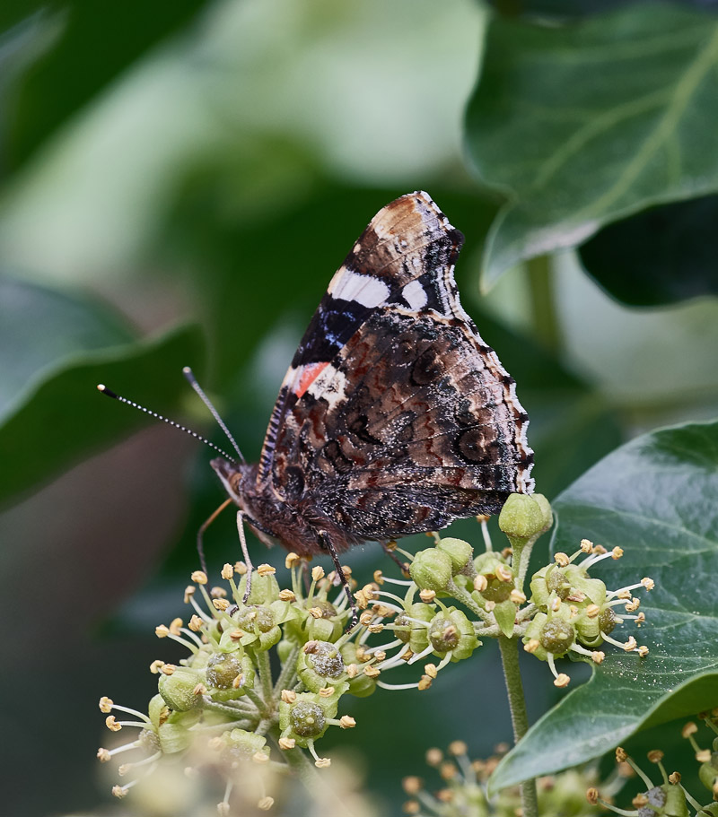 RedAdmiral0510162