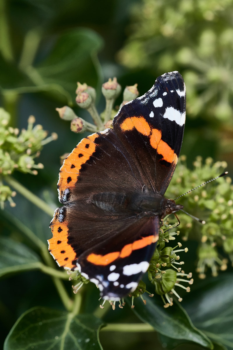 RedAdmiral0510163