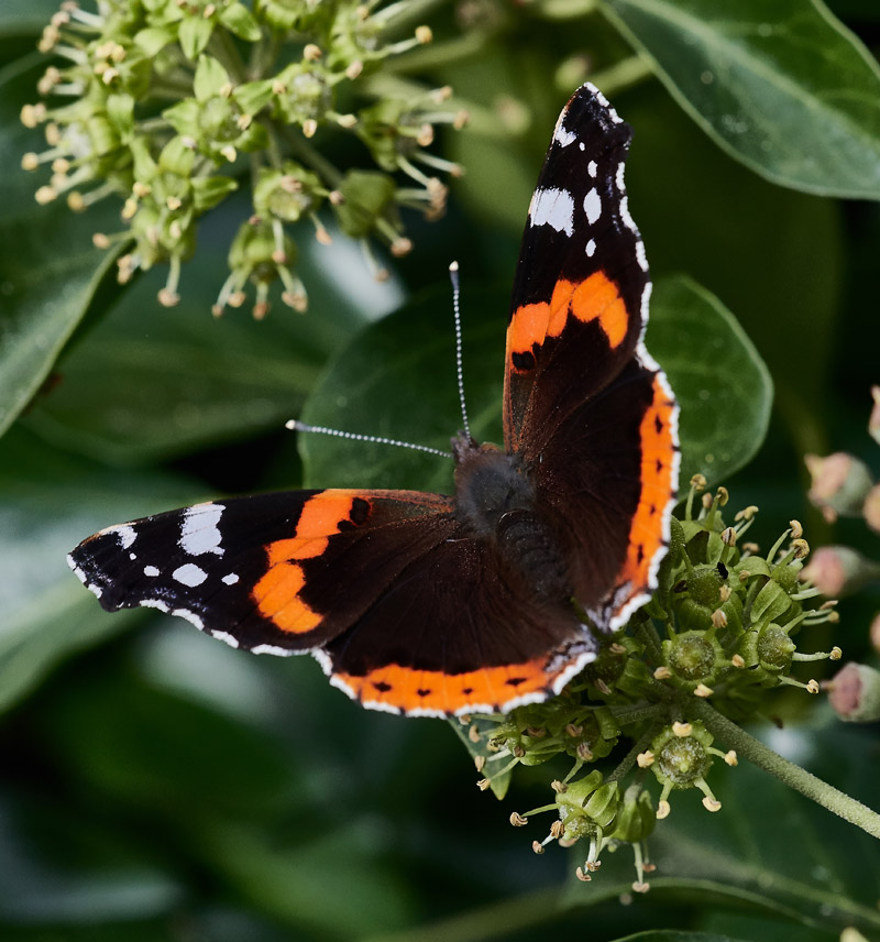 RedAdmiral0510164