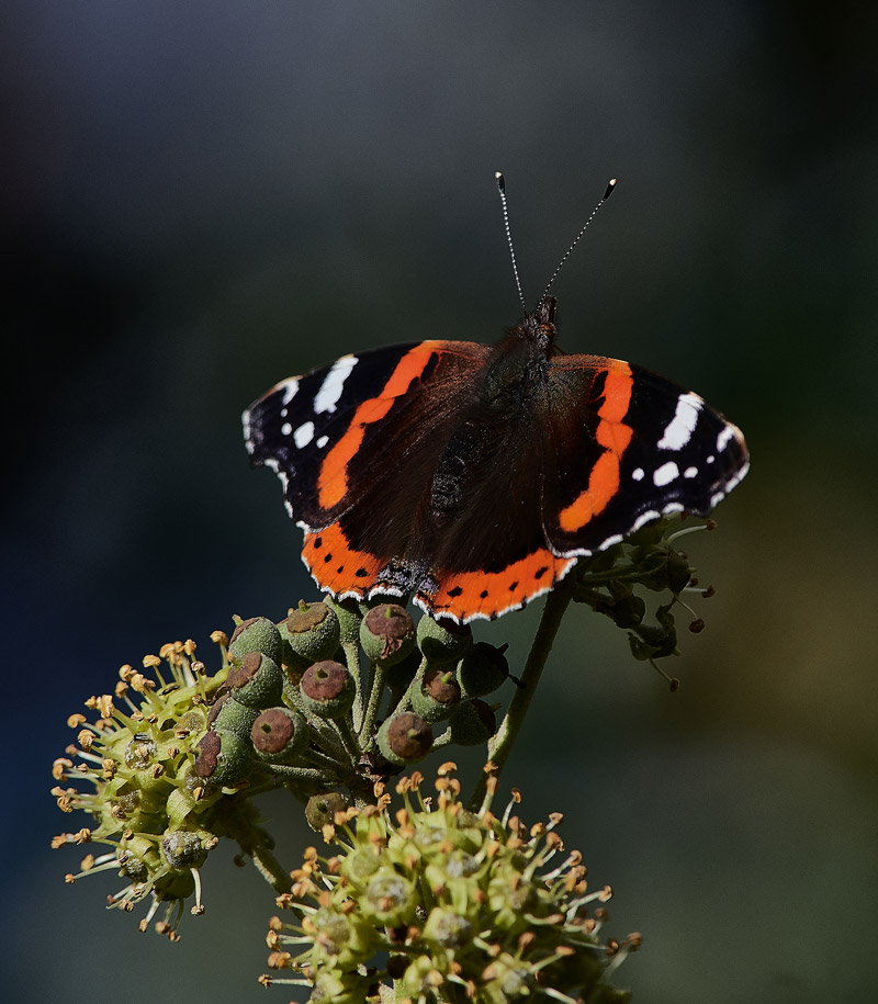 RedAdmiral0510165