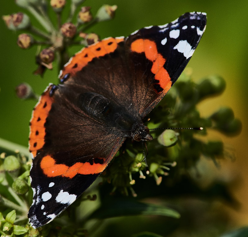 RedAdmiral0510166