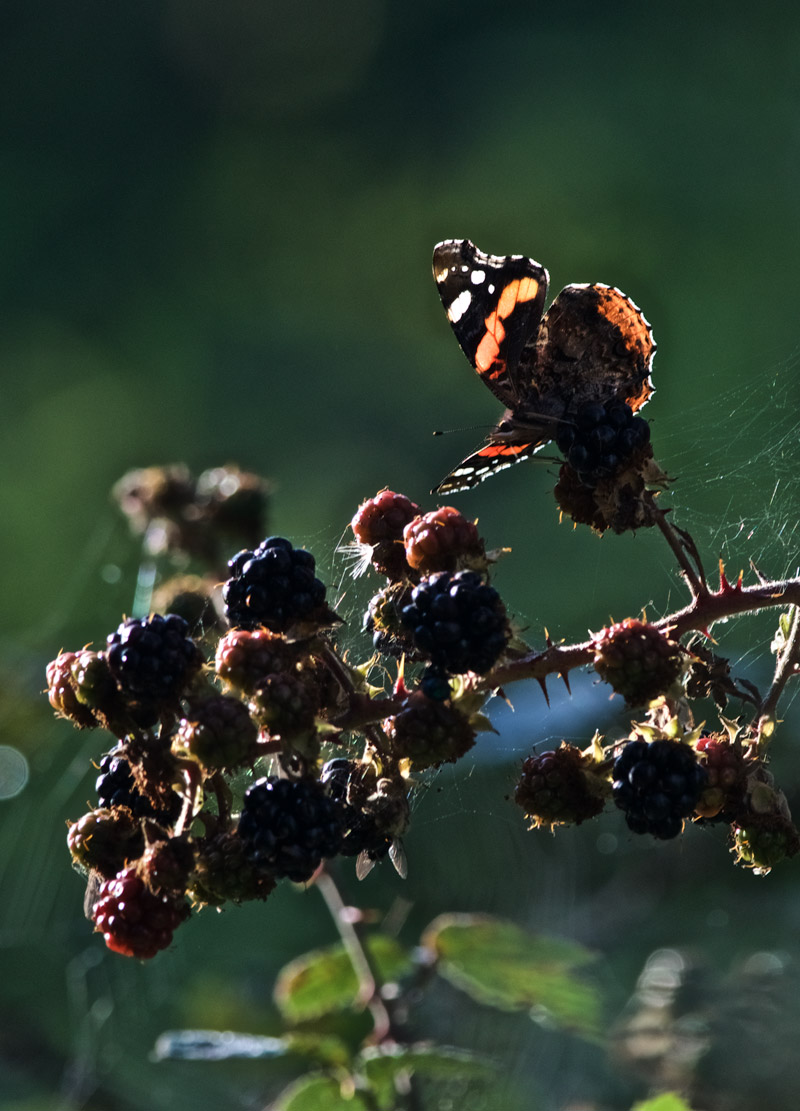 RedAdmiral0809161