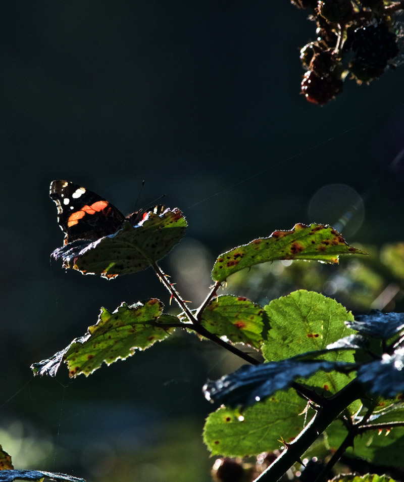 RedAdmiral0809164