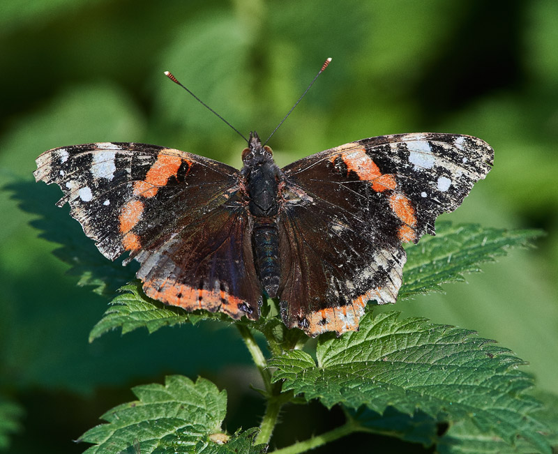 RedAdmiral2810161