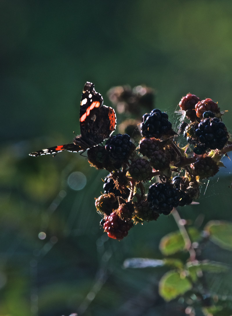 RedAdmiralo0809162