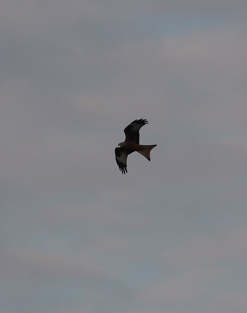 RedKite2012162