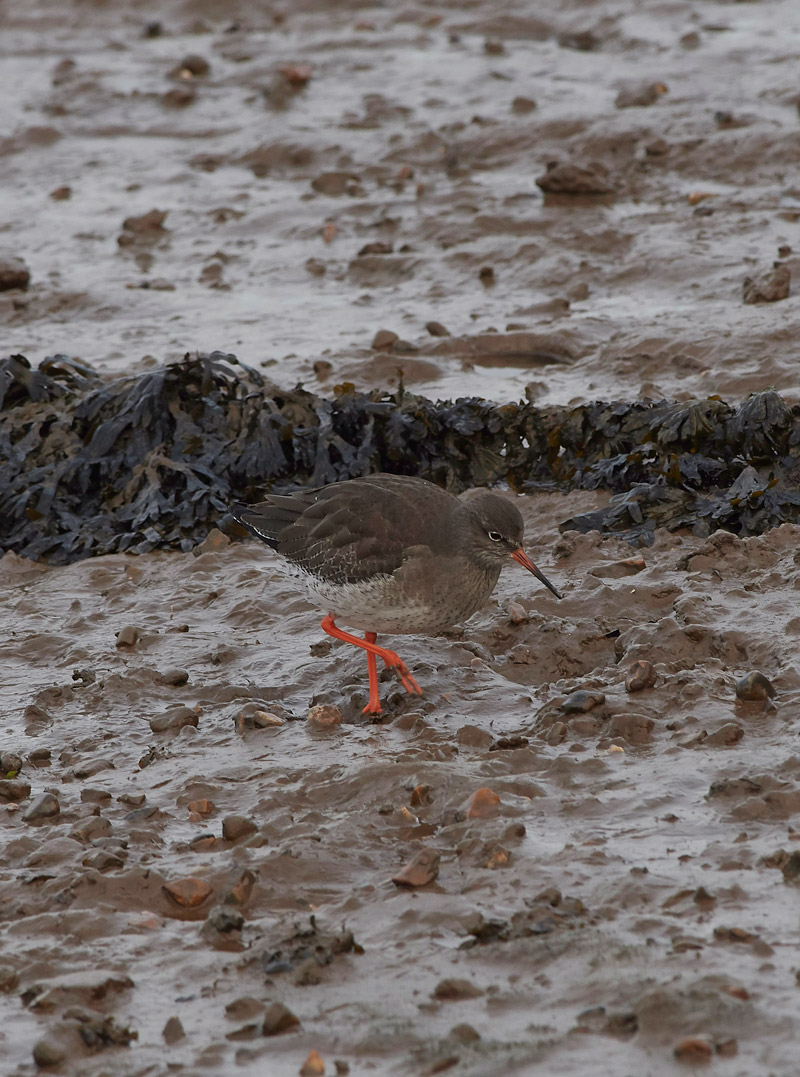 Redshank2012161