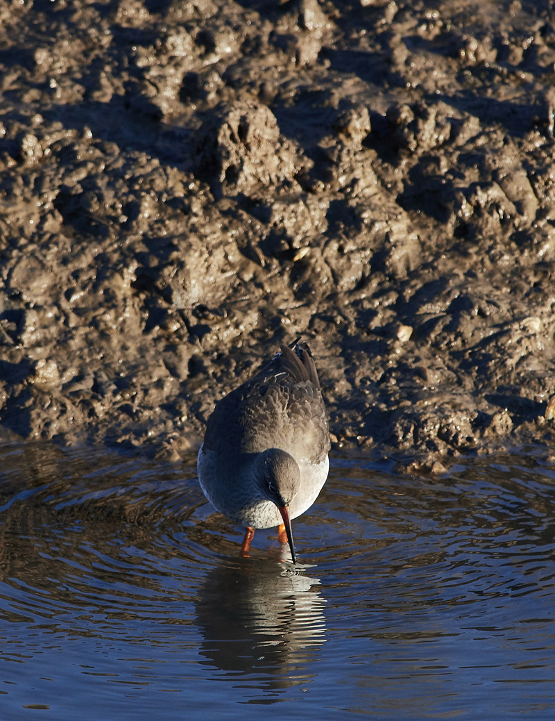 Redshank2911161