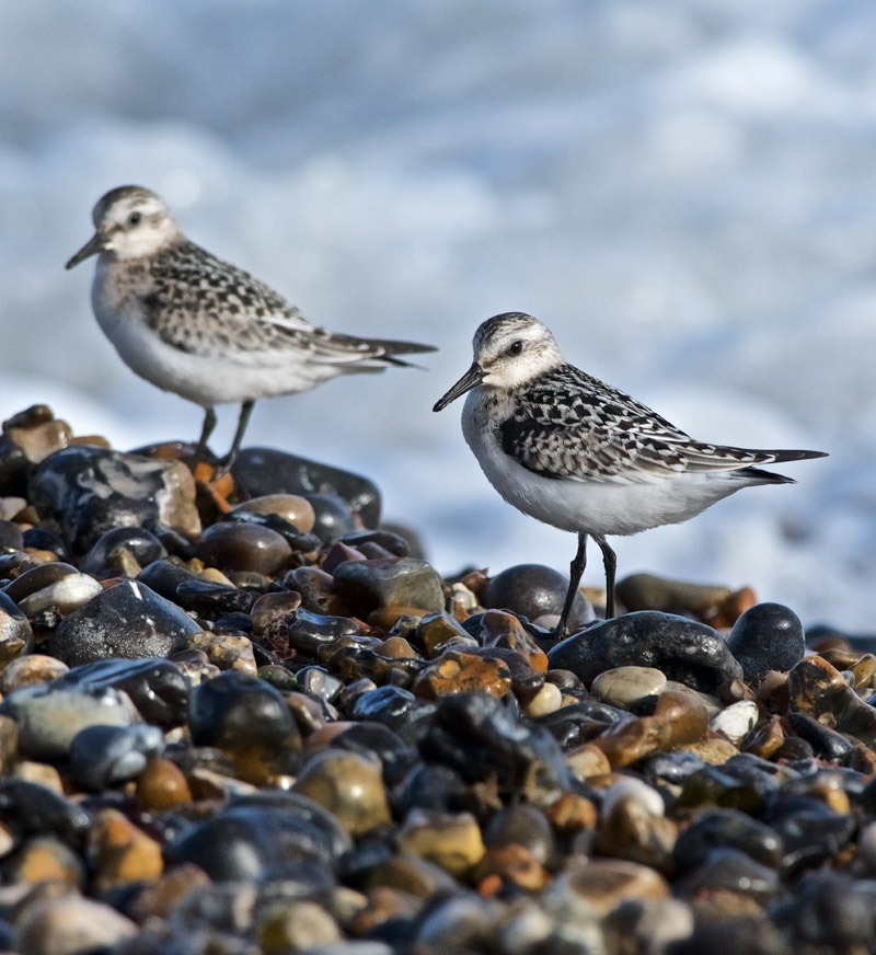 Sanderling0409161