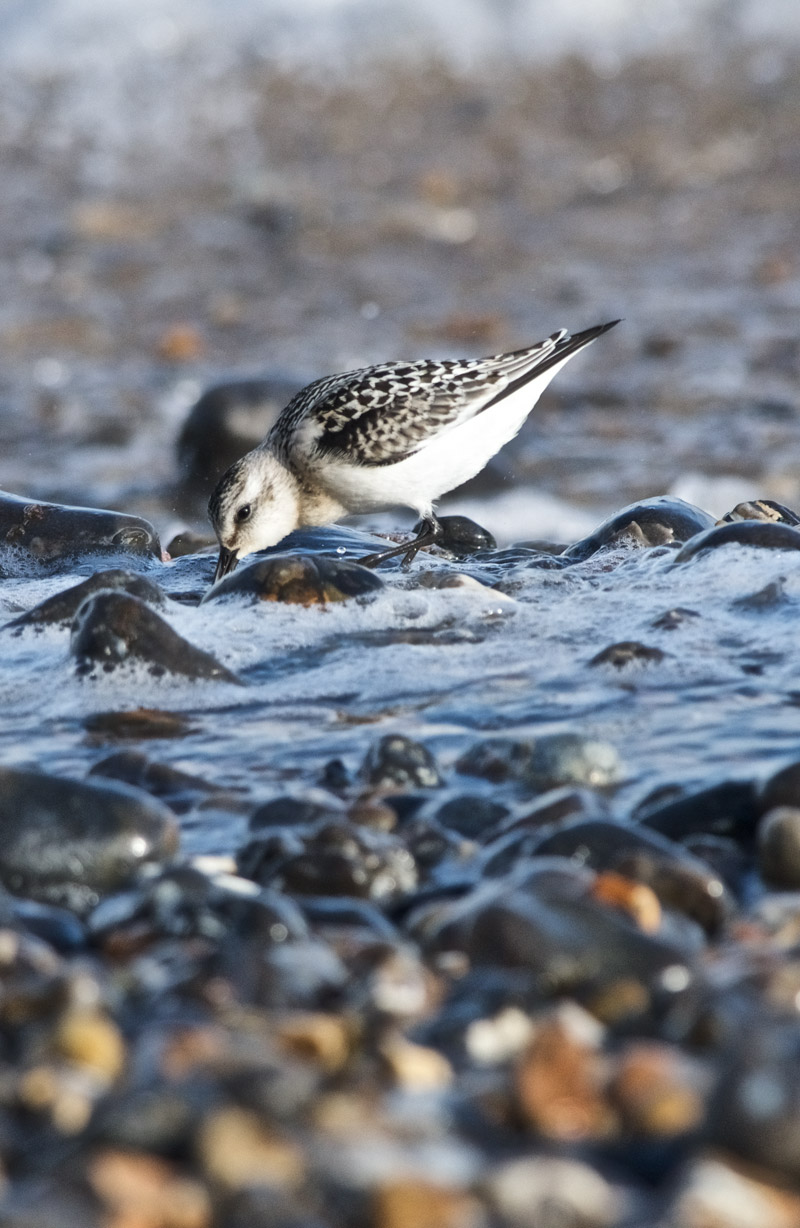 Sanderling0409162